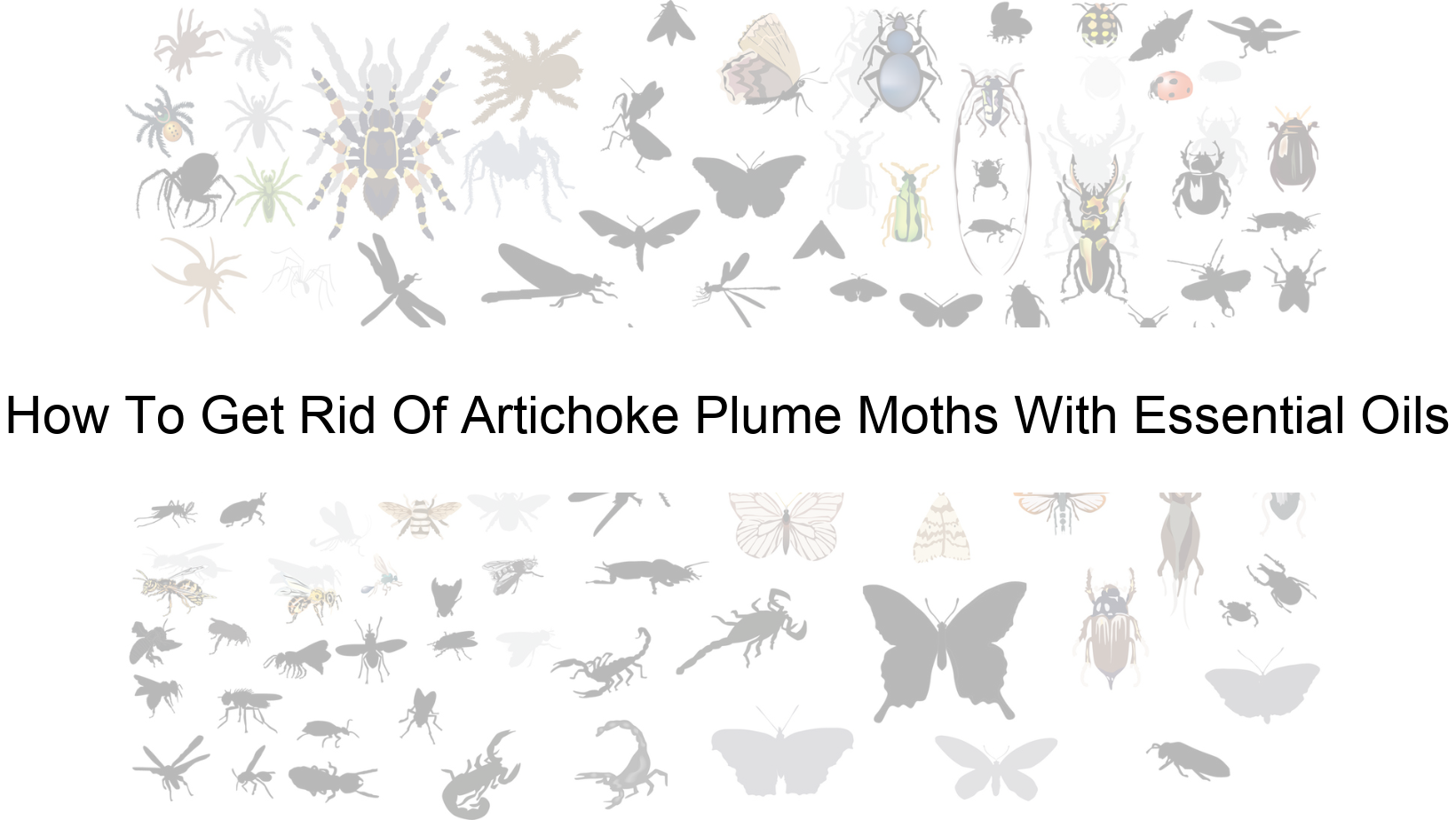 https://onessentialoils.com/wp-content/uploads/2023/04/How-To-Get-Rid-Of-Artichoke-Plume-Moths-With-Essential-Oils.png